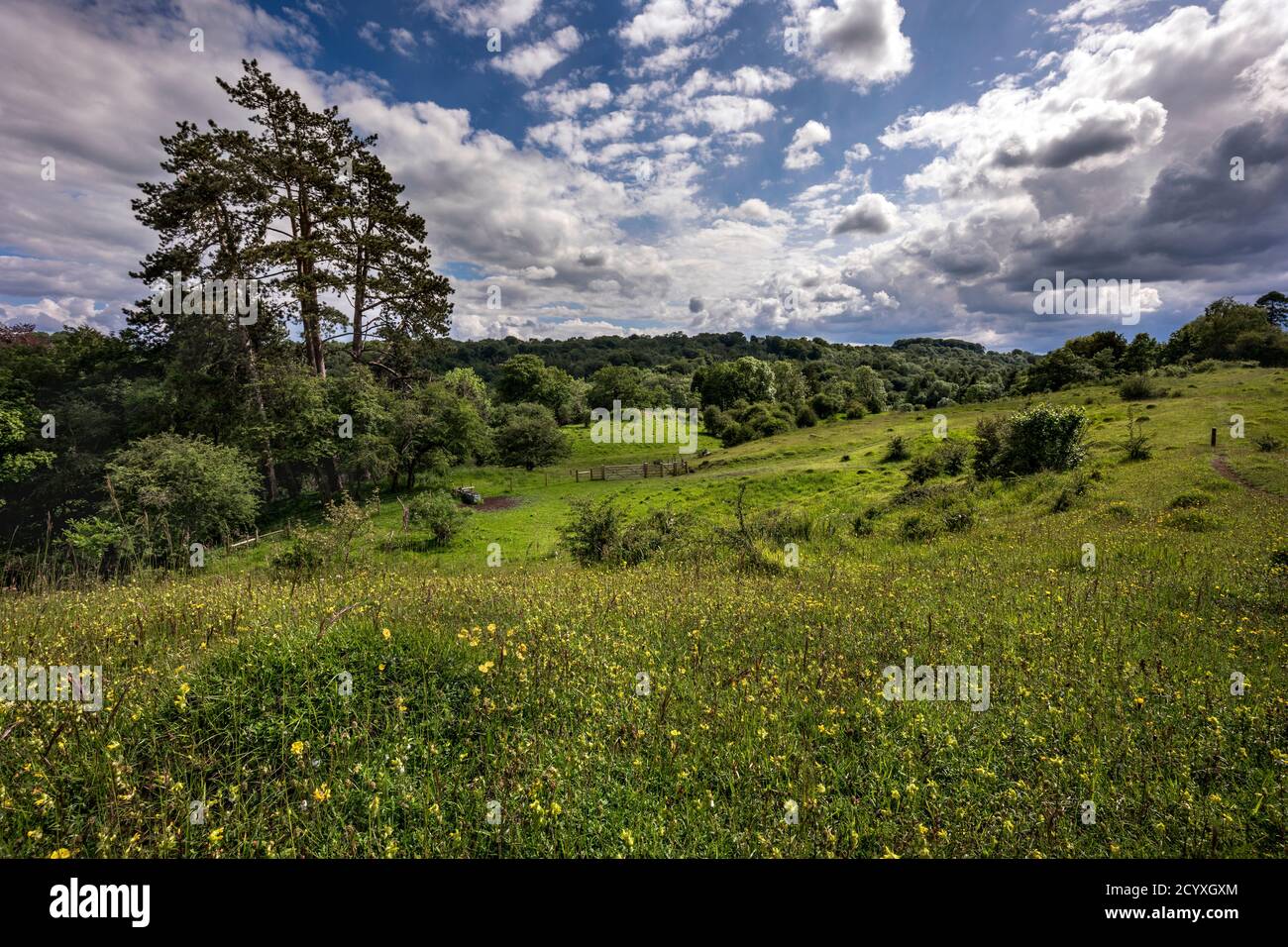 Daneway Bank; Gloucestershire Wildlife Trust Reserve; Royaume-Uni Banque D'Images