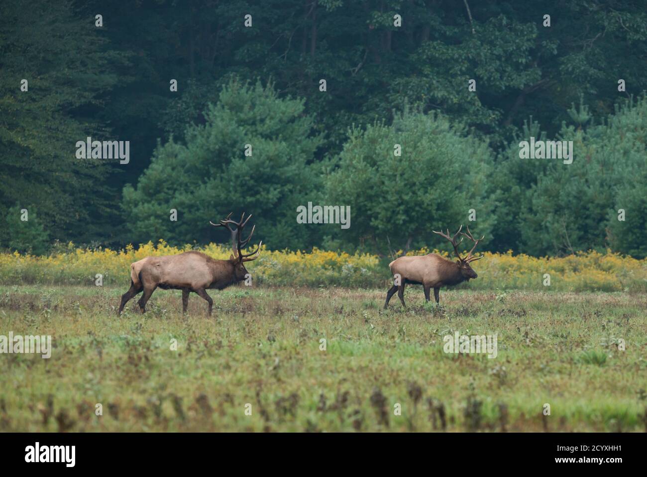 Un wapiti de taureau chase un autre taureau loin de son harem pendant le rout d'élan à Benzette, PA, USA Banque D'Images