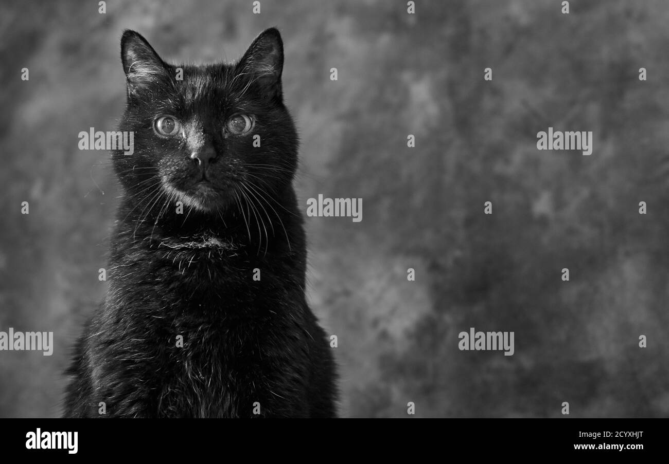 Adorable Chat Noir Devant Un Fond De Studio Gris A La Camera Angora Turque De Race Croisee Photo Stock Alamy Adorable Chat Noir Devant Un Fond De Studio Gris A La Camera Angora Turque De Race Croisee Photo Stock Alamy