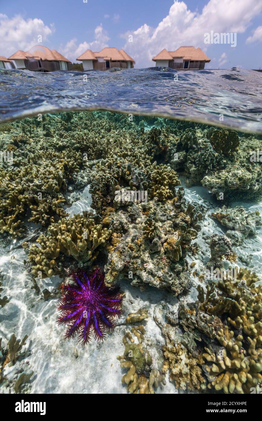 Crown of Thorns Starfish; Acanthaster planci; Water Villas Beyond; Maldives Banque D'Images