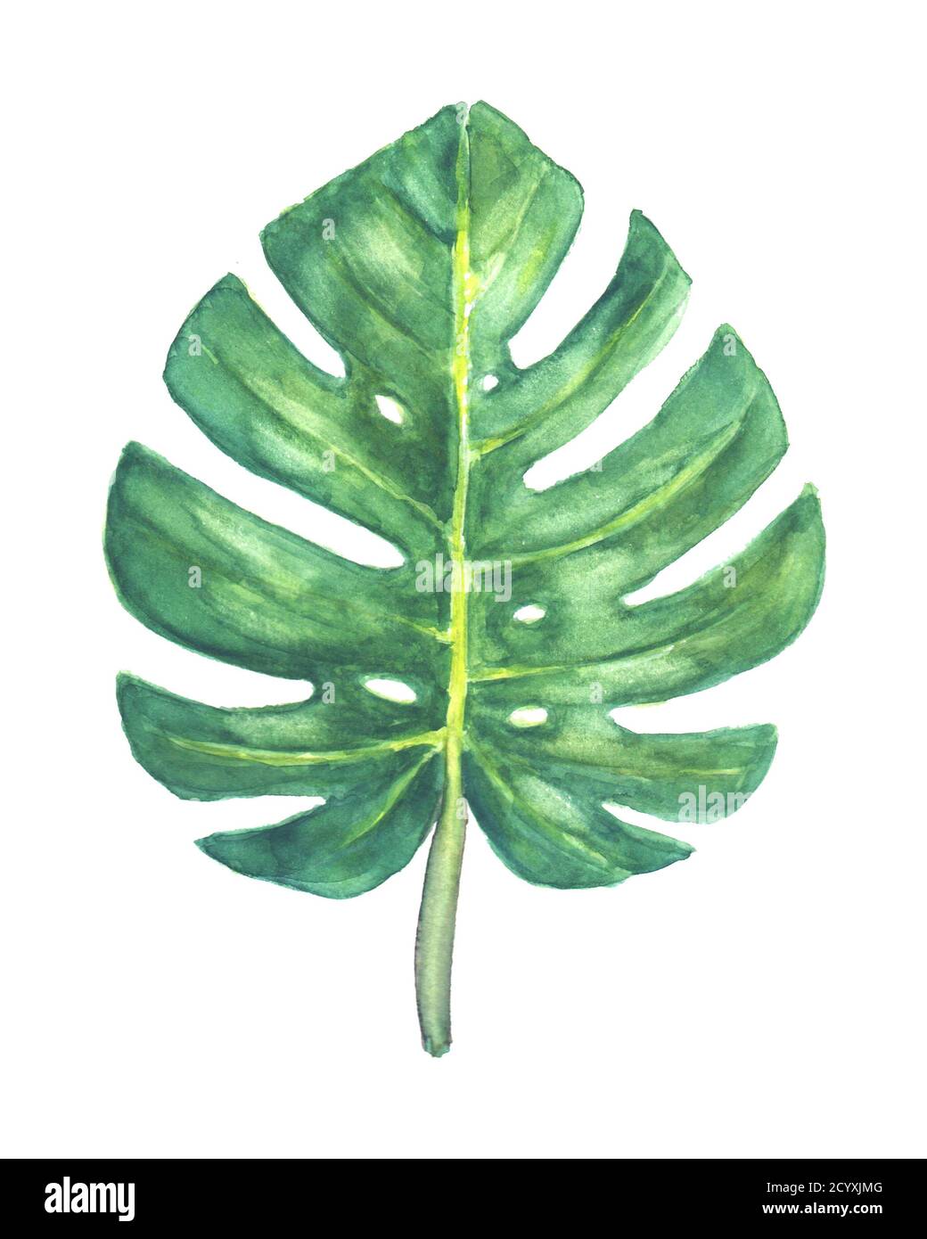 Feuille de Monstera. Feuille verte de plante exotique tropicale de Monstera isolée sur fond blanc. Aquarelle illustration botanique dessinée à la main. Banque D'Images