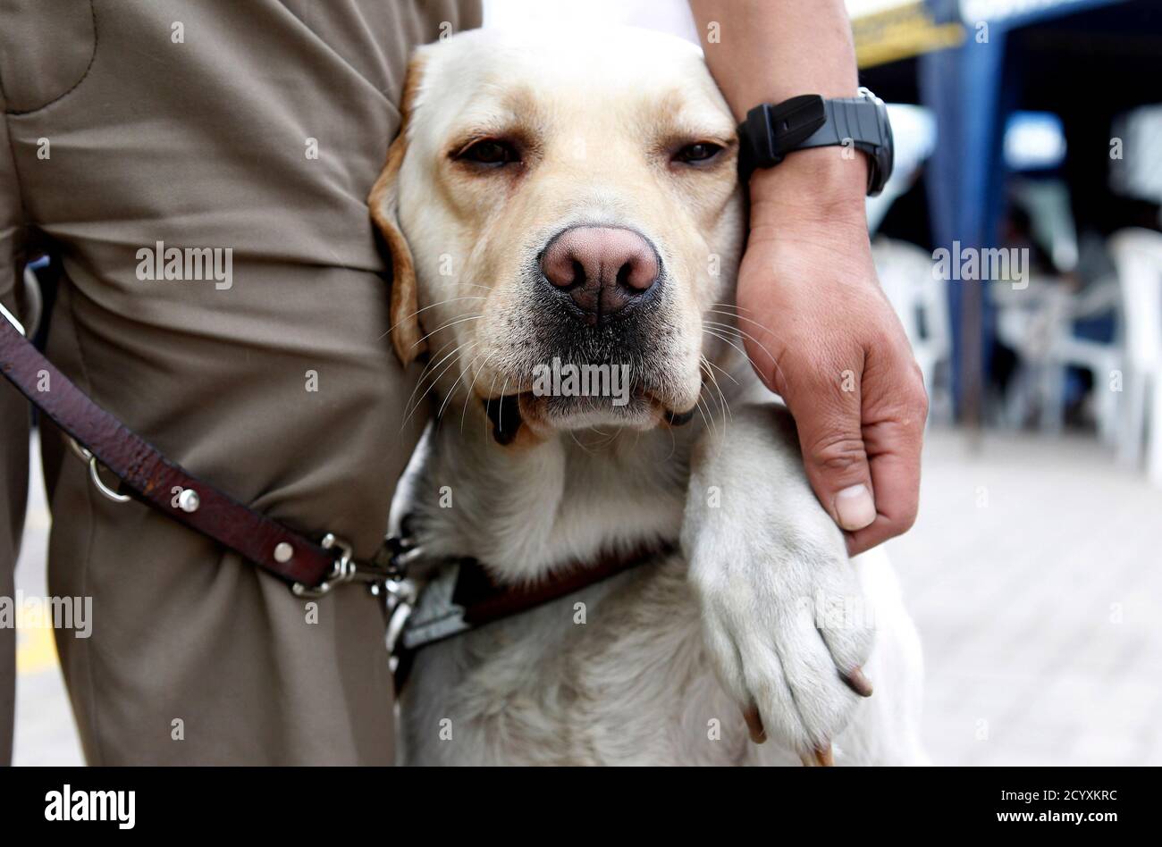 Why Are Dogs Not Allowed In Shops