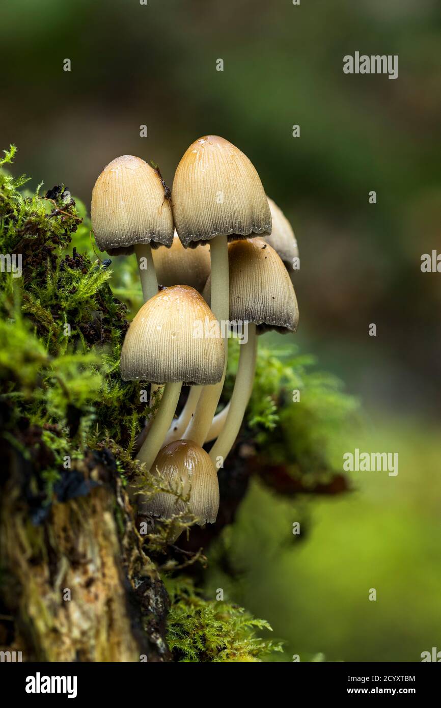 Capuchon d'encre à l'écoute ; Coprinellus micaceus ; Cluster ; automne ; Royaume-Uni Banque D'Images