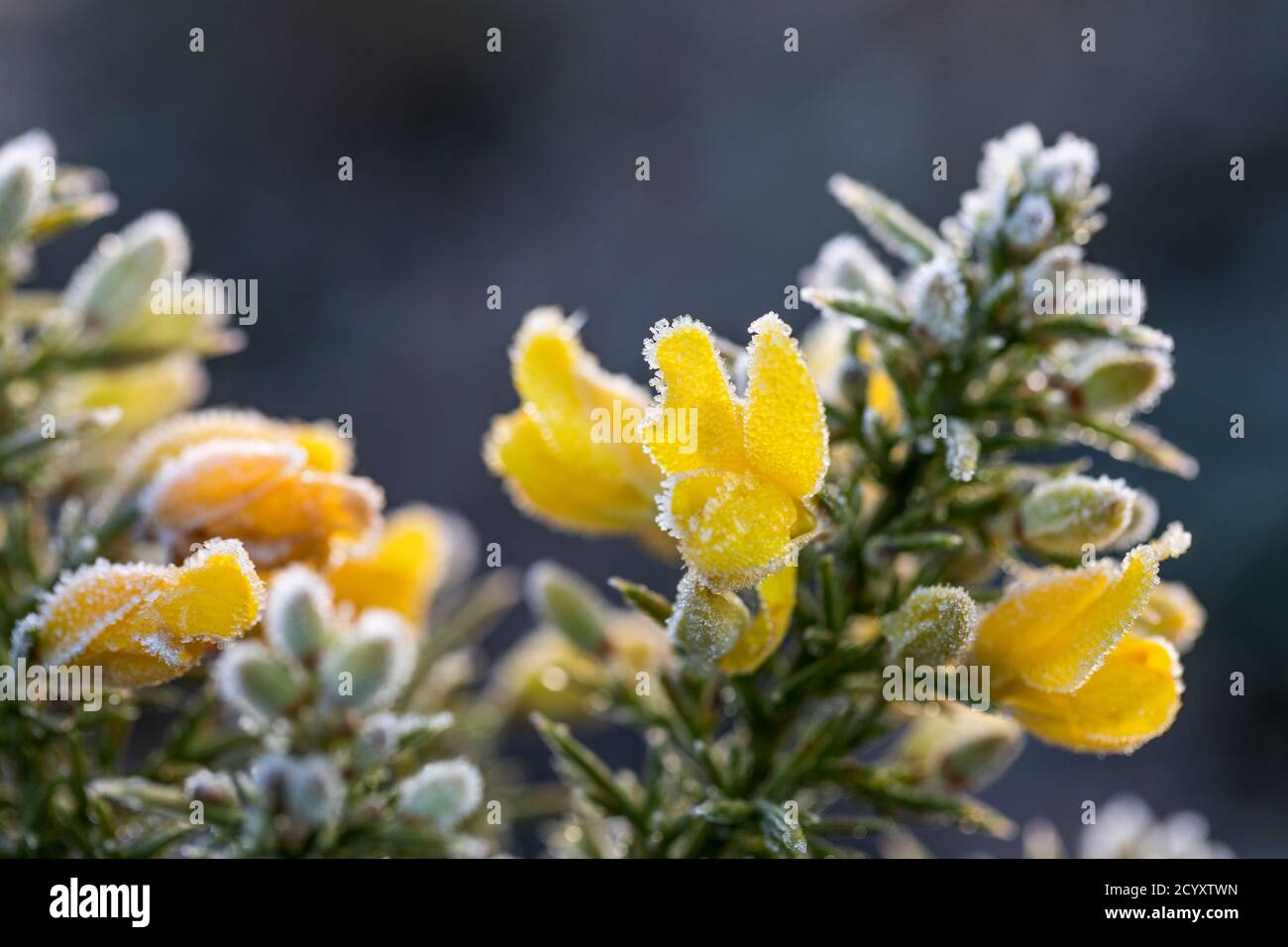 L'ajonc commun ; Ulex europaeus ; Fleurs dans la gelée ; Cornwall, UK Banque D'Images
