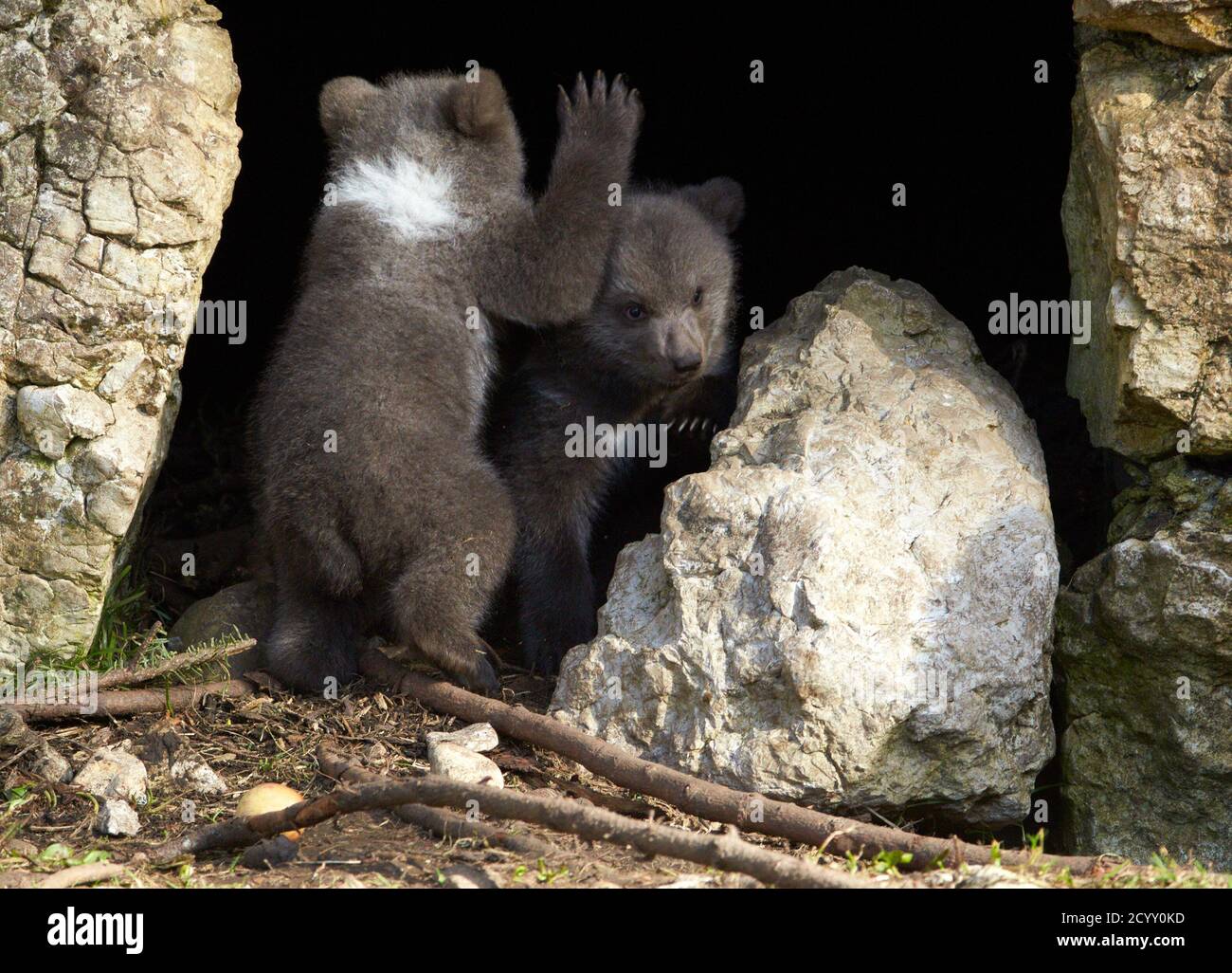 Deux petits ours bruns jouent dans leur enceinte au parc animalier Juraparc  près de Vallorbe le 7 avril 2014. Ursina, une femme de 18 ans, a donné  naissance à deux petits, le