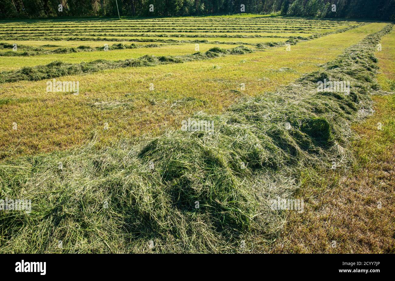 Le foin récemment coupé pour l'alimentation des bovins est en train de sécher à l'extérieur du champ et attend la mise en balles à l'été , en Finlande Banque D'Images