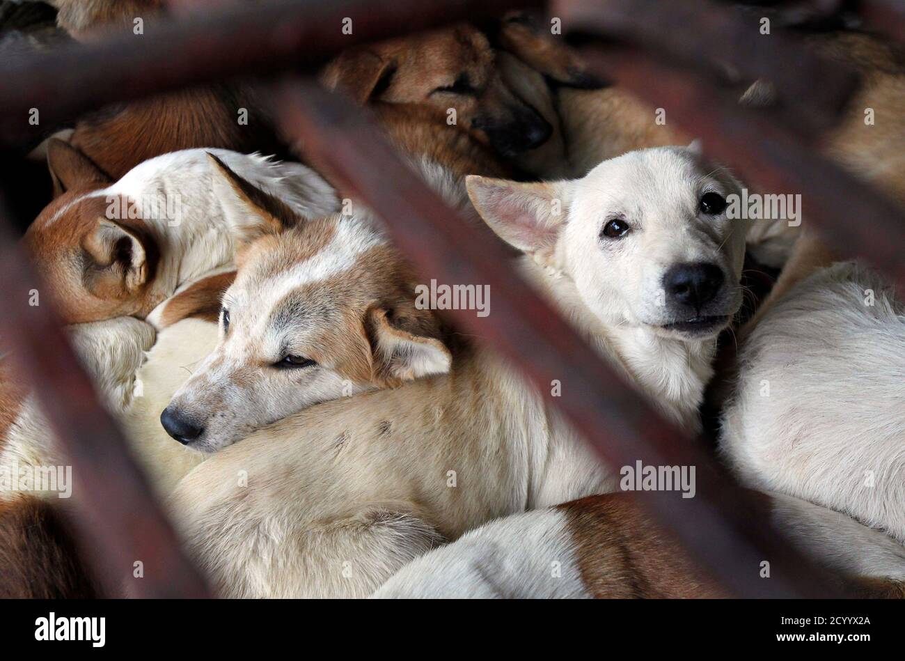 Dogs wait to be slaughtered in a cage for sale as food in Duong Noi  village, outside Hanoi December 16, 2011. While animal rights activists  have condemned eating dog meat as cruel
