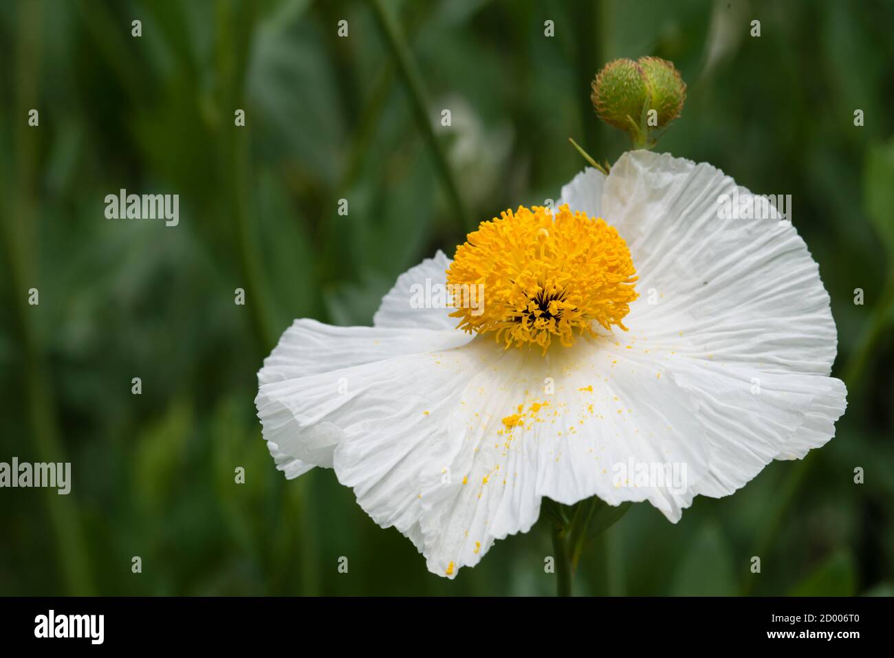 Gros plan de fleurs de coulteri Romneya blanches, coquelicot d'arbre de Californie. Banque D'Images