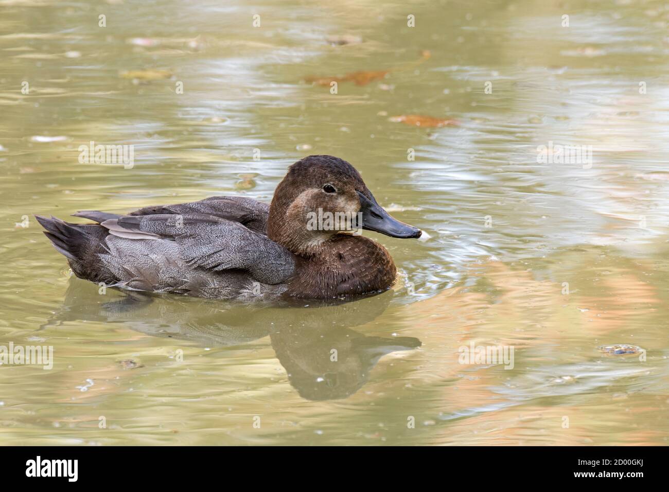 Commune de pomchard (Aythya ferina) femelle plongée canard natation dans le lac Banque D'Images