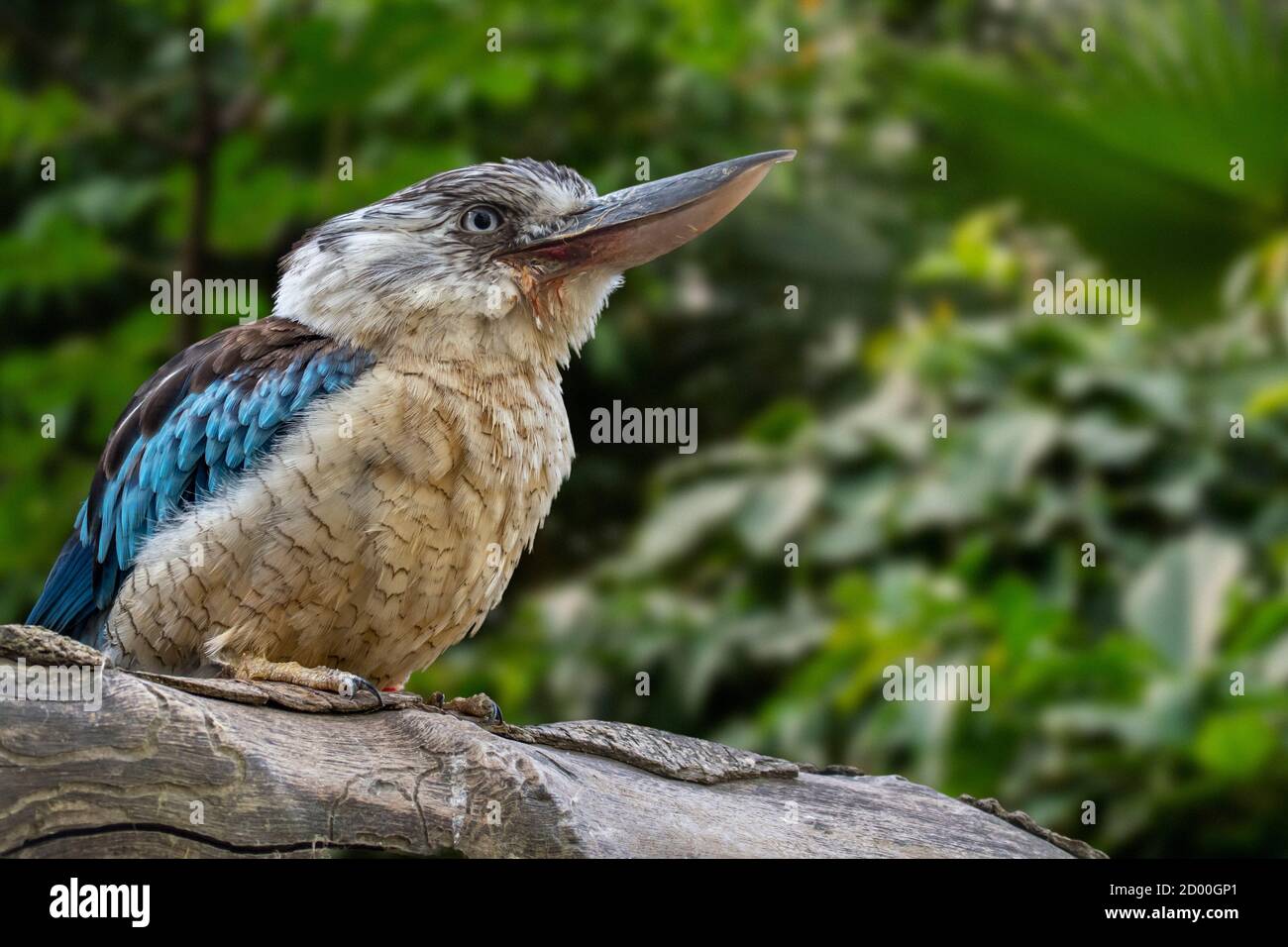 Le kookaburra à ailes bleues (Dacelo leachii), grande espèce de kingfisher originaire du nord de l'Australie et du sud de la Nouvelle-Guinée Banque D'Images