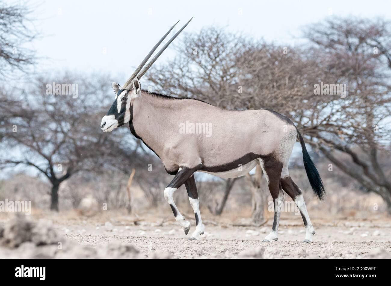 Oryx gazella, oryx, gemsbok, Namibie, Afrique Banque D'Images