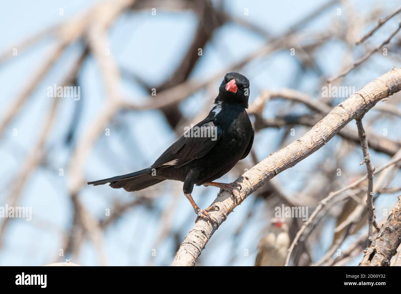 Bubalornis niger, tisserand de bisons rouges, dans une succursale, Namibie, Afrique Banque D'Images