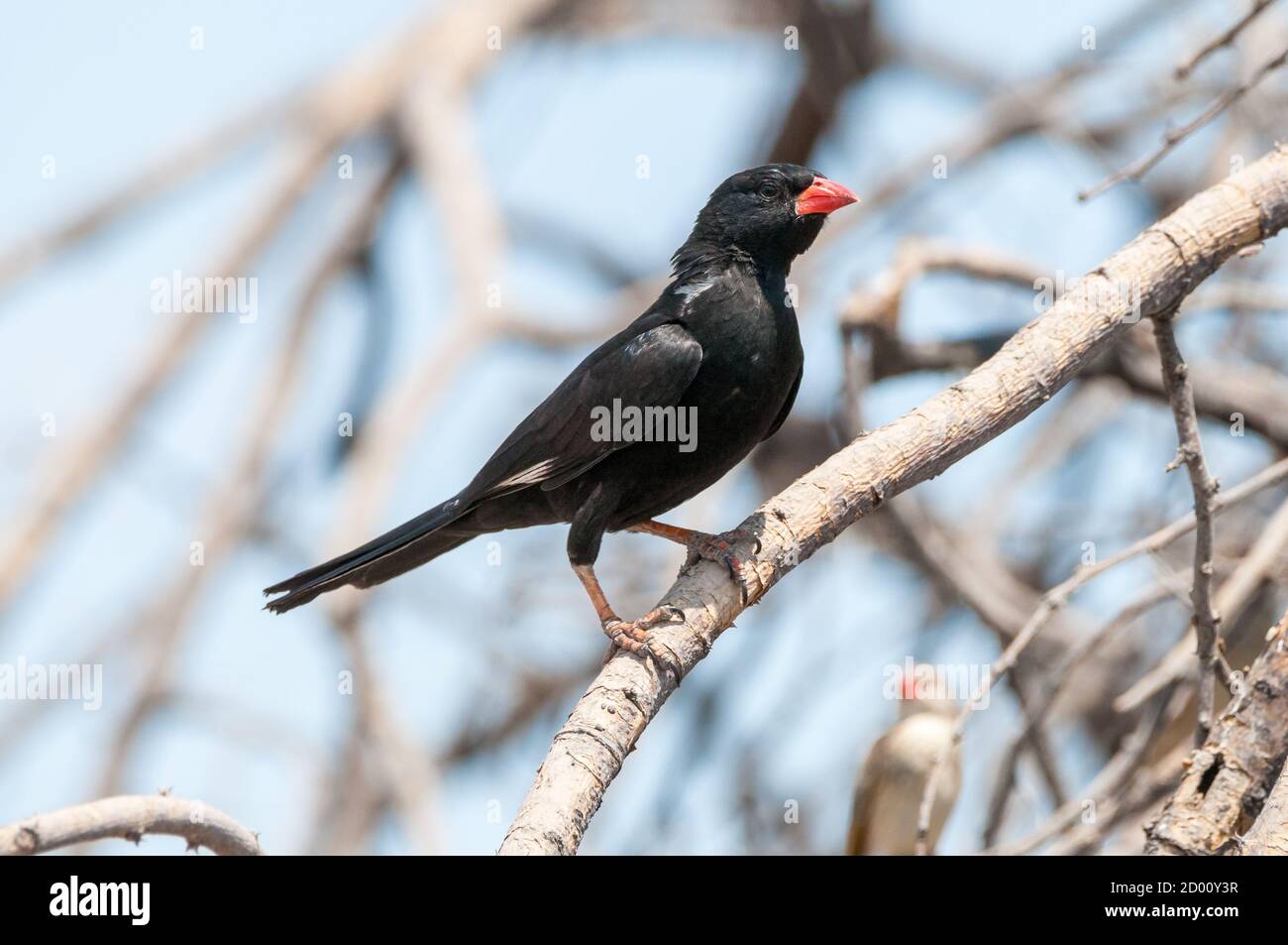 Bubalornis niger, tisserand de bisons rouges, dans une succursale, Namibie, Afrique Banque D'Images