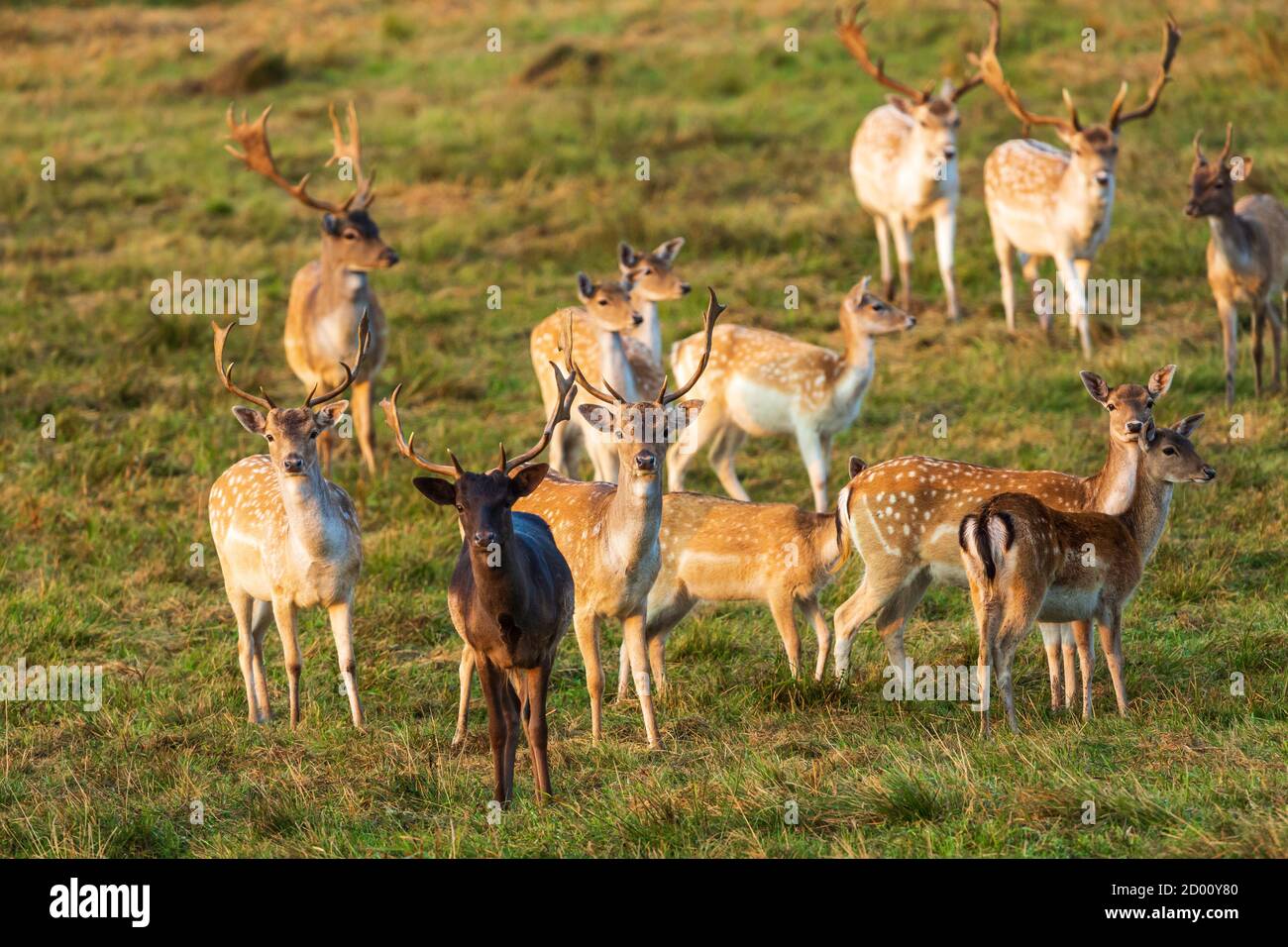 Le troupeau de cerfs de Virginie (Dama dama) se trouve dans la prairie. Automne en Pologne. Vue horizontale. Banque D'Images