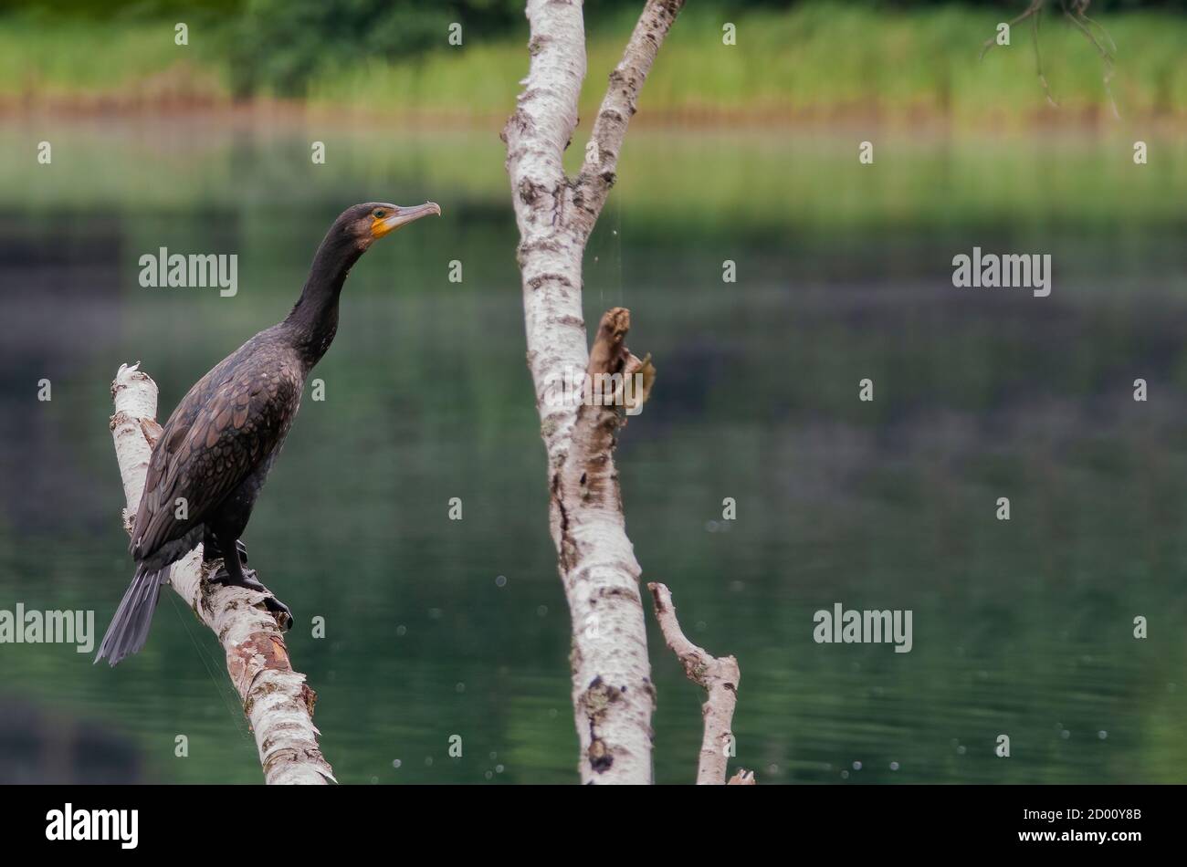 Le grand cormoran (Phalacrocorax carbo) se trouve sur une branche de bouleau et repose après une chasse. Pologne en été.vue horizontale Banque D'Images