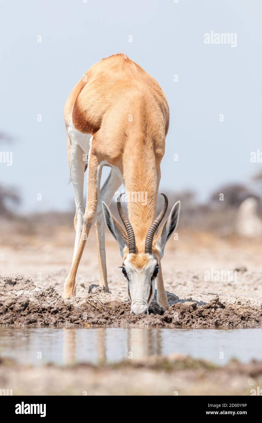 Antidorcas marsupialis, Springbok, boire, Namibie, Afrique Banque D'Images