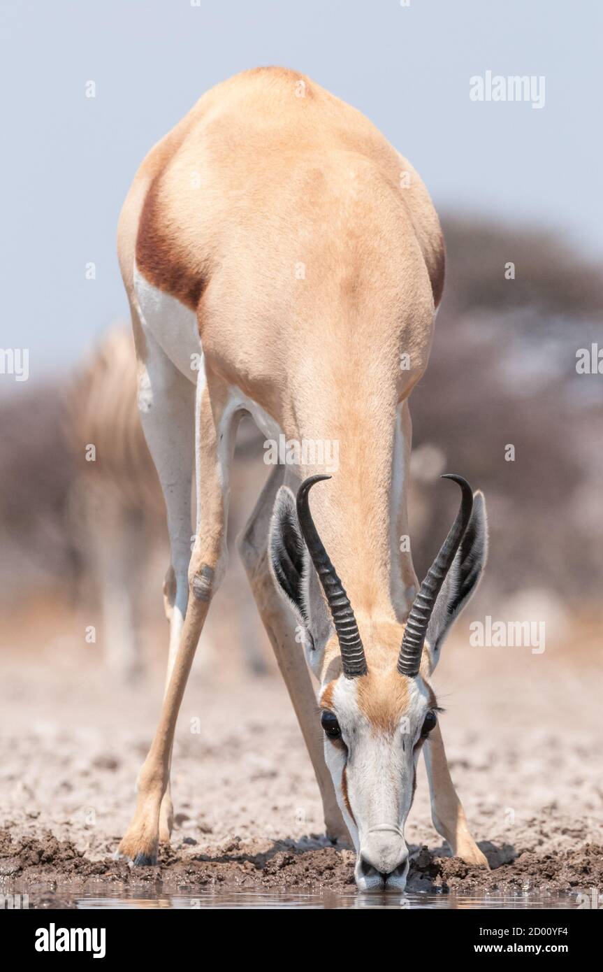 Antidorcas marsupialis, Springbok, boire, Namibie, Afrique Banque D'Images