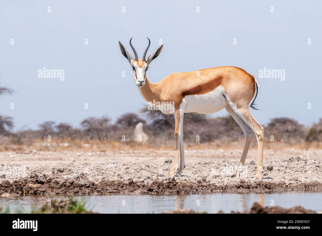 Antidorcas marsupialis, Springbok, Namibie, Afrique Banque D'Images