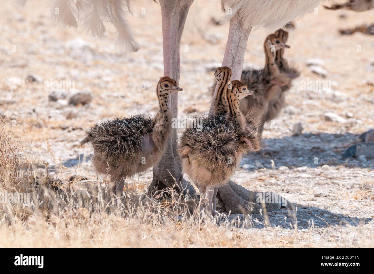 Struthio camelus, autruche commune, bébés protégés du soleil par la mère, Namibie, Afrique Banque D'Images