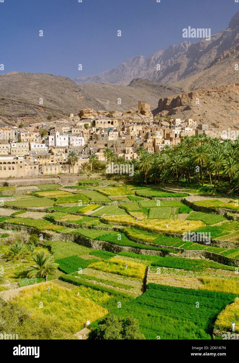 Le village de Bilad SEET et ses plantations à Wadi Bani Auf dans les montagnes Jebel Akhdar d'Oman. Banque D'Images