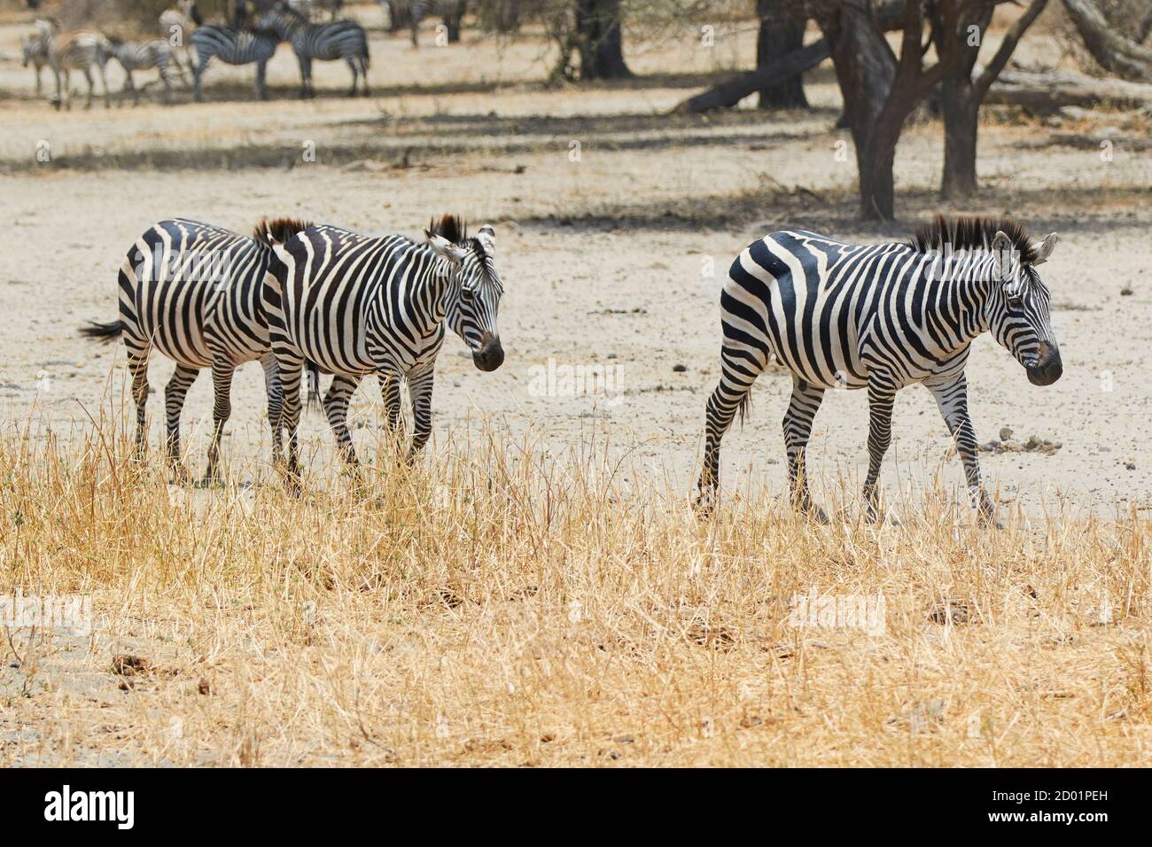 Trois zébrures marchant dans le parc national de Tarangire, Tanzanie, Afrique. Banque D'Images