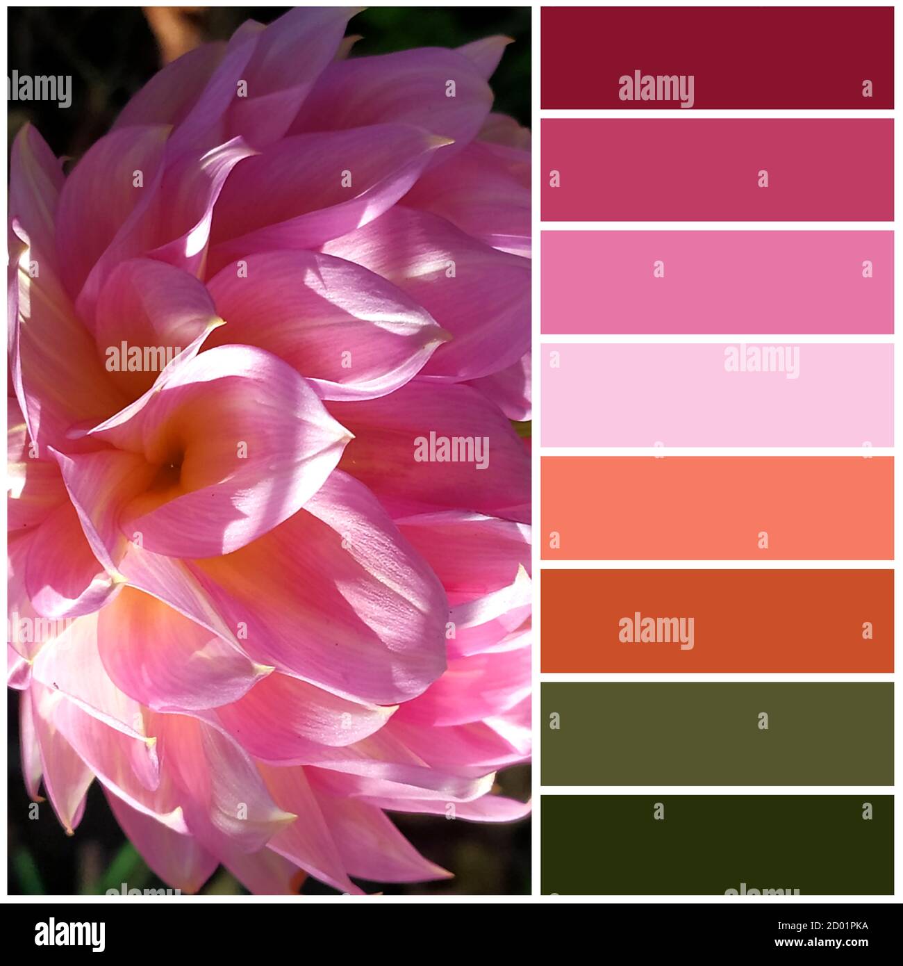 Fleur de Dahlia en gros plan. La palette de couleurs sortante de l'image correspond aux nuances de l'automne Banque D'Images