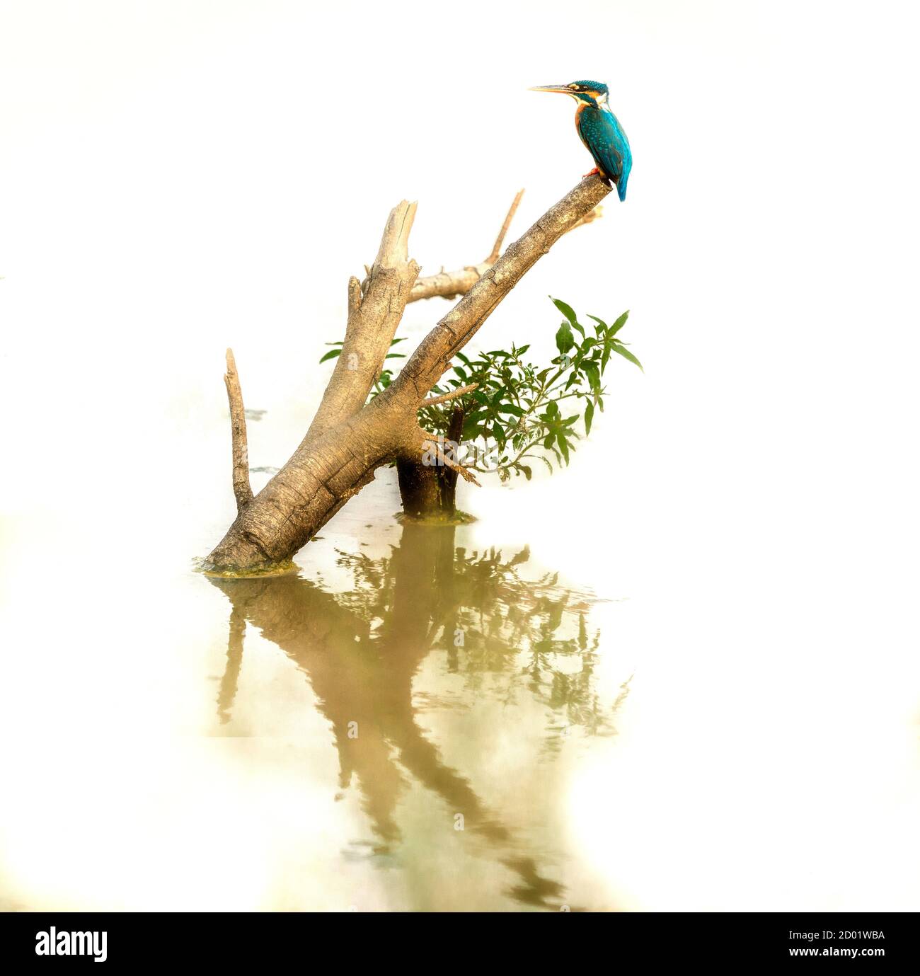 Bee eater est assis sur une branche au Sri Lanka Banque D'Images