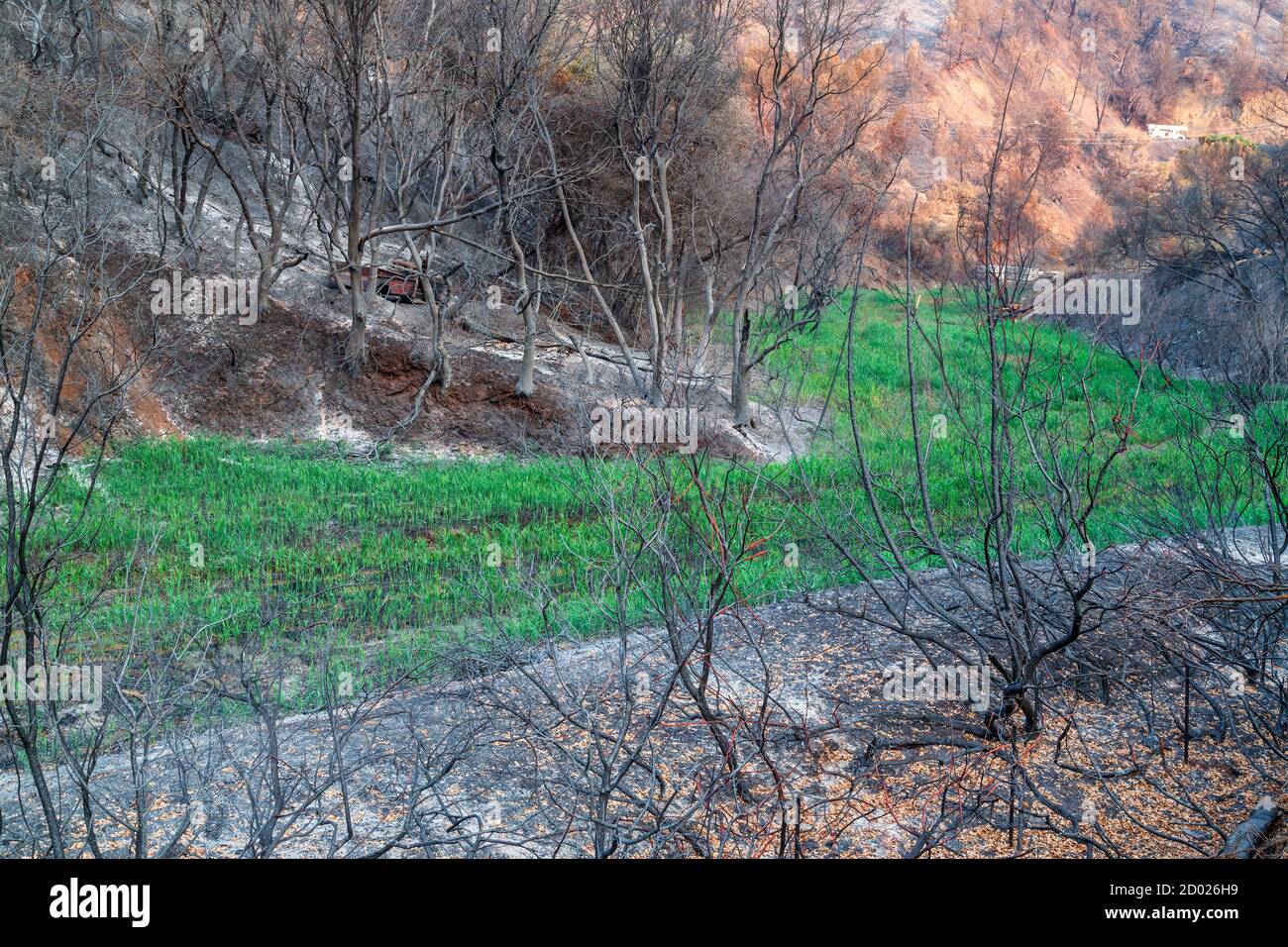 Un contraste de vert reste résolu à mesure que le feu de forêt traverse la vallée Banque D'Images