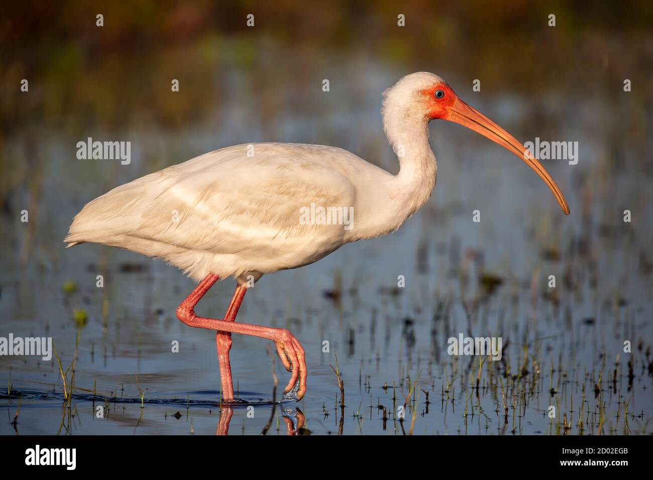 American Ibis blanc (Eudocimus albus), en Floride Banque D'Images
