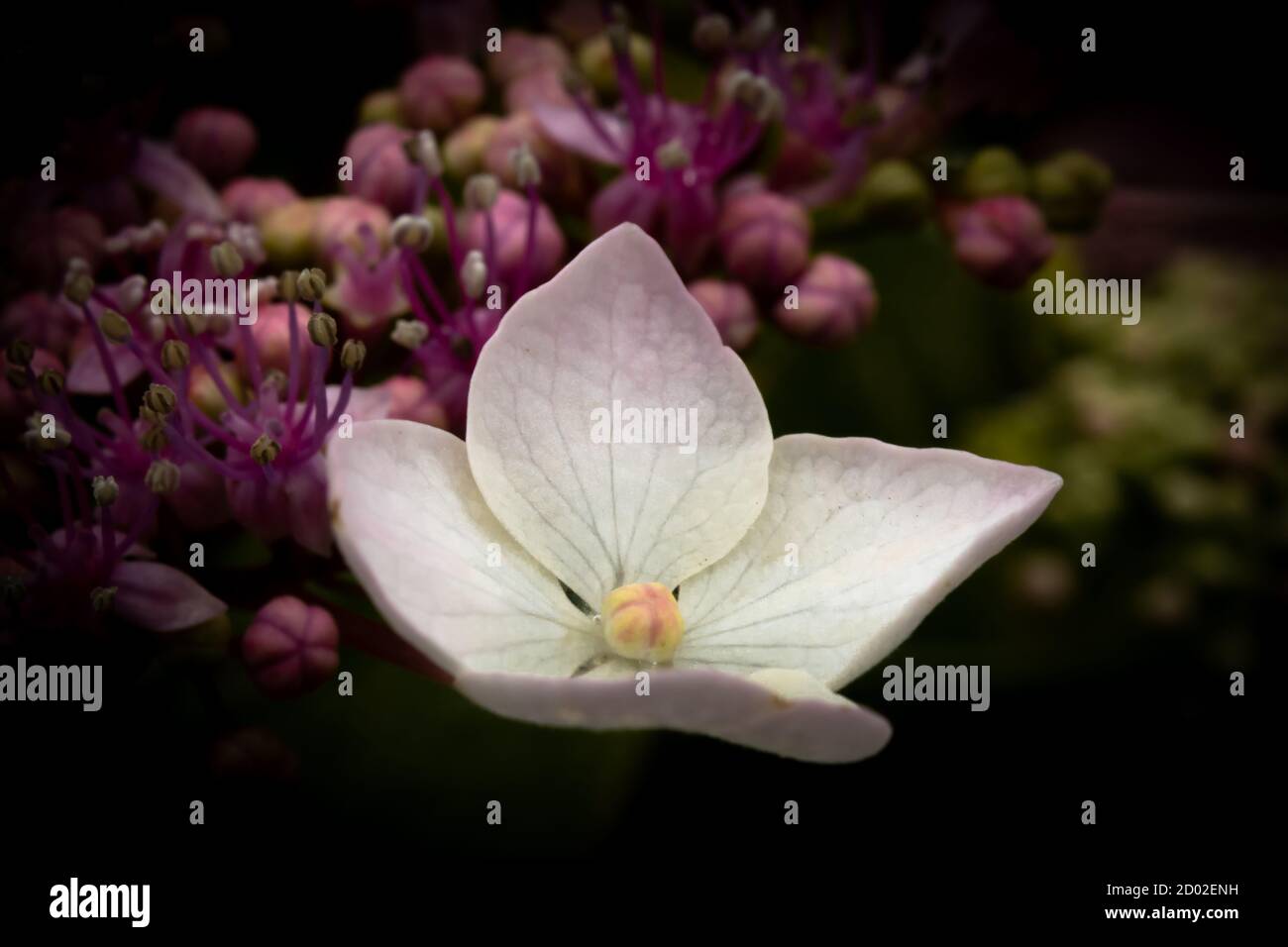 Une belle fleur se tient seul parmi ses congénères. Banque D'Images