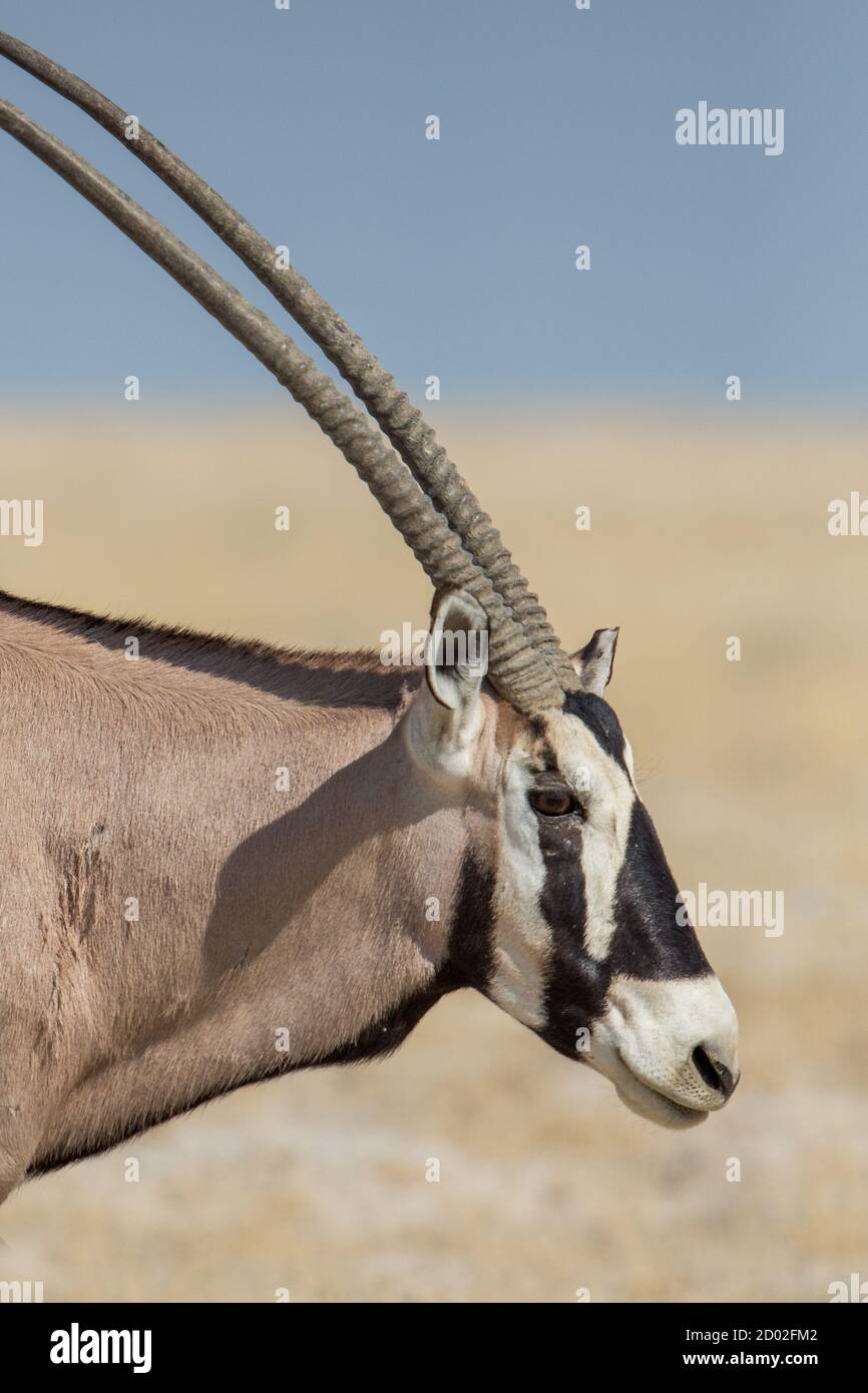 Gemsbok (Oryx gazella) , Parc national d'Etosha, Namibie Banque D'Images