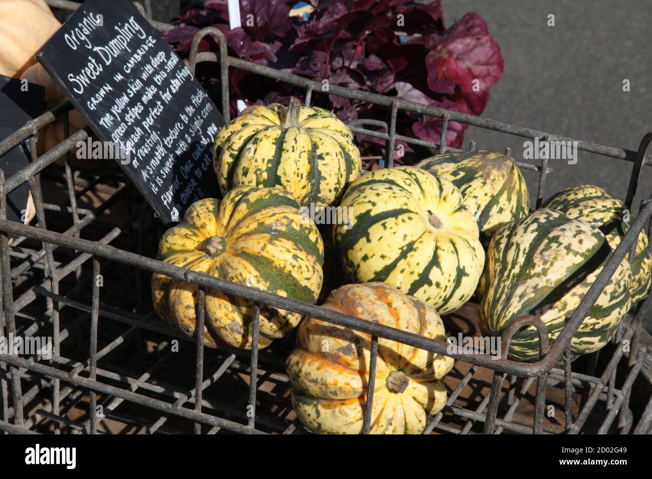 Une caisse de courge et de citrouilles bio Sweet Dumpling à vendre dans un centre de jardin du Royaume-Uni, 2020 Banque D'Images