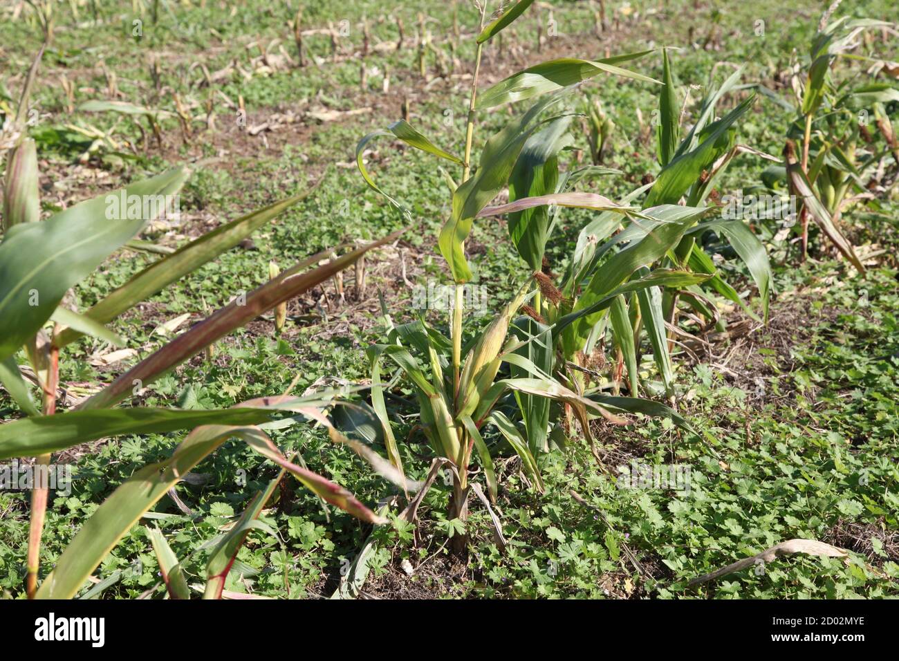 Champ de maïs, maïs doux également appelé maïs sucré, maïs à sucre et maïs à tige, les plantes restent debout dans le champ de Surrey après la récolte, septembre 2020 Banque D'Images