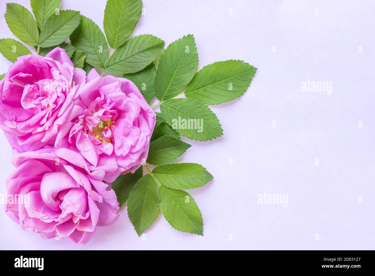 Fleurs de rose sauvage arrangement de coin isolé sur blanc.composition décorative dans le style rétro composé de rose sauvage rose avec feuilles vertes. Vue de dessus Banque D'Images