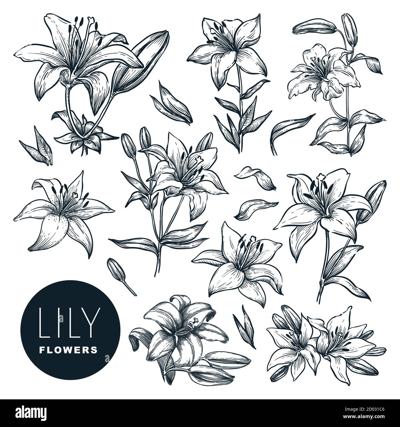 Lily belle fleurs en fleurs ensemble, isolé sur fond blanc. Illustration d'esquisse vectorielle dessinée à la main. Plantes de printemps ou d'été et nature florale de Illustration de Vecteur