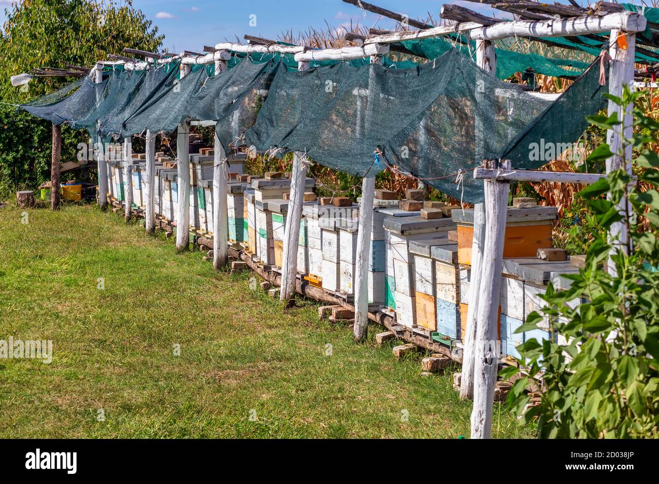 Rangée de ruches en bois colorées dans un champ. Concept: De la création du miel naturel et du produit écologique. Banque D'Images