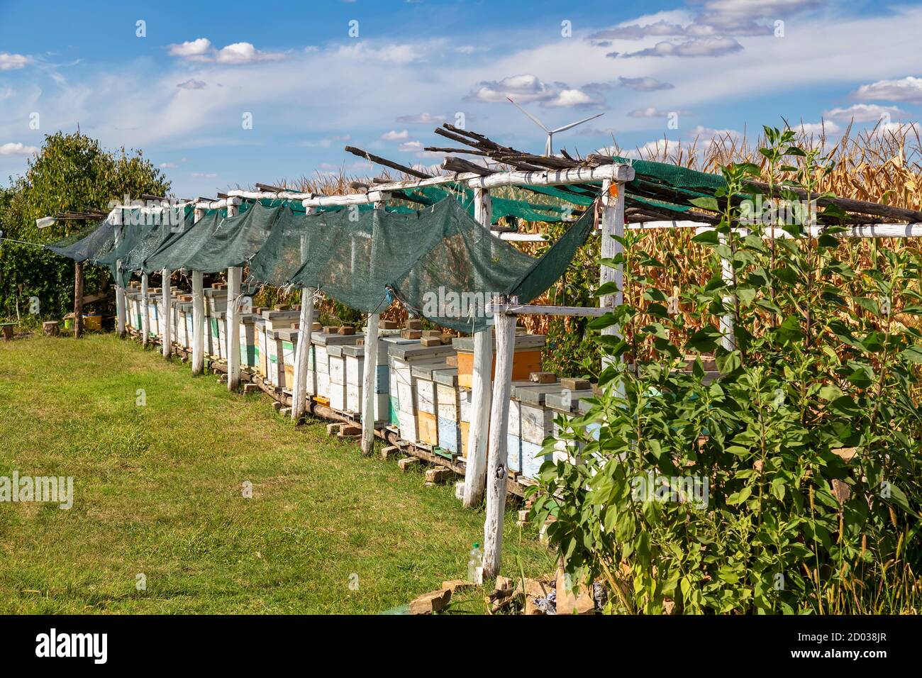 Rangée de ruches en bois dans un champ. Concept: De la création de miel naturel. Banque D'Images