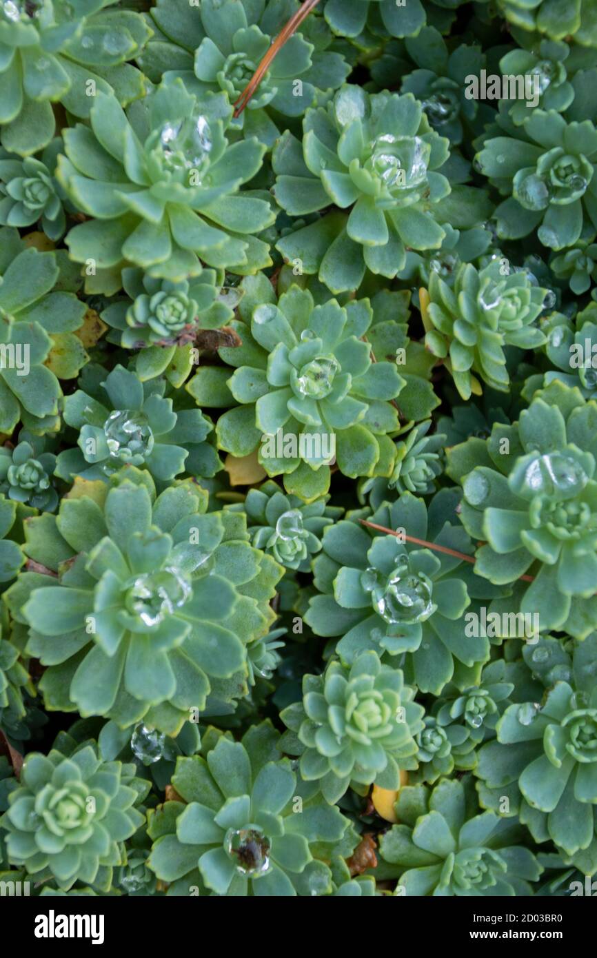 Rhodiola Pachyclados montrant des motifs et des textures en gros plan Banque D'Images