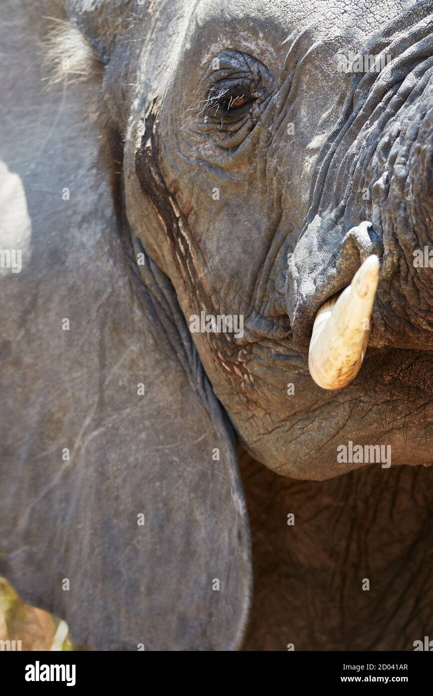 Gros plan d'un éléphant. Parc national de Tarangire, Tanzanie, Afrique. Banque D'Images
