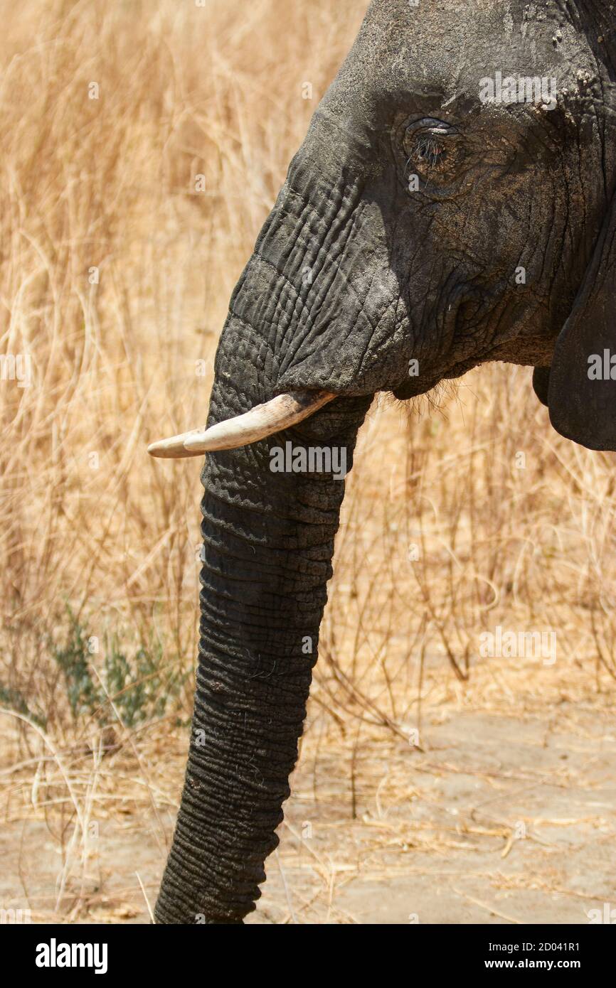 Portrait d'un éléphant dans le Parc national de Tarangire, Tanzanie, Afrique. Banque D'Images