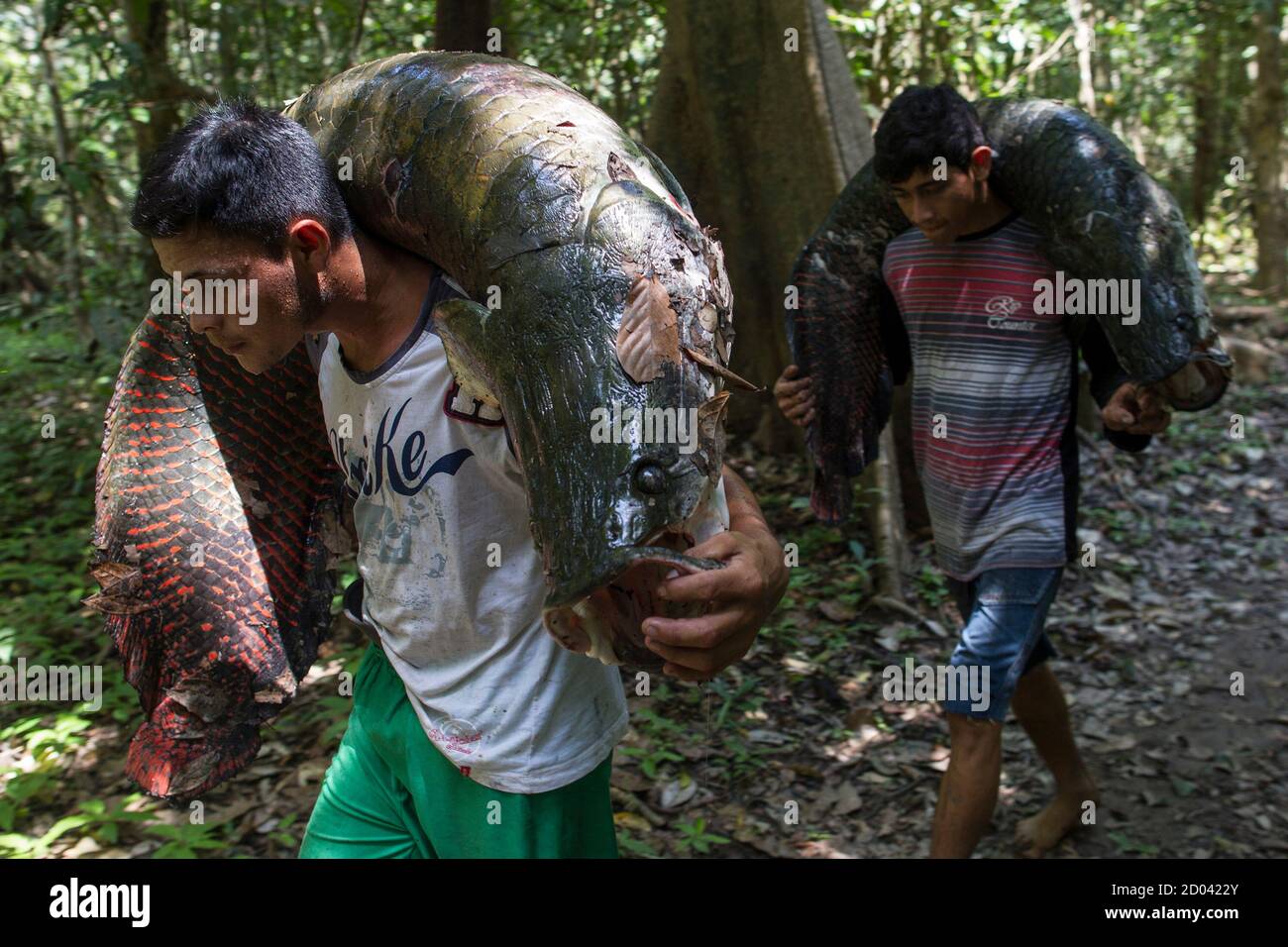 Villagers From The Rumao Island Community Carry Part Of Their Catch Of Arapaima Or Pirarucu The Largest Freshwater Fish Species In South America And One Of The Largest In The World After