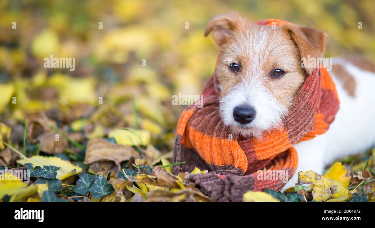 Mignon Happy Jack russell terrier chien chiot portant un foulard orange et  regarder dans les feuilles d'automne Photo Stock - Alamy