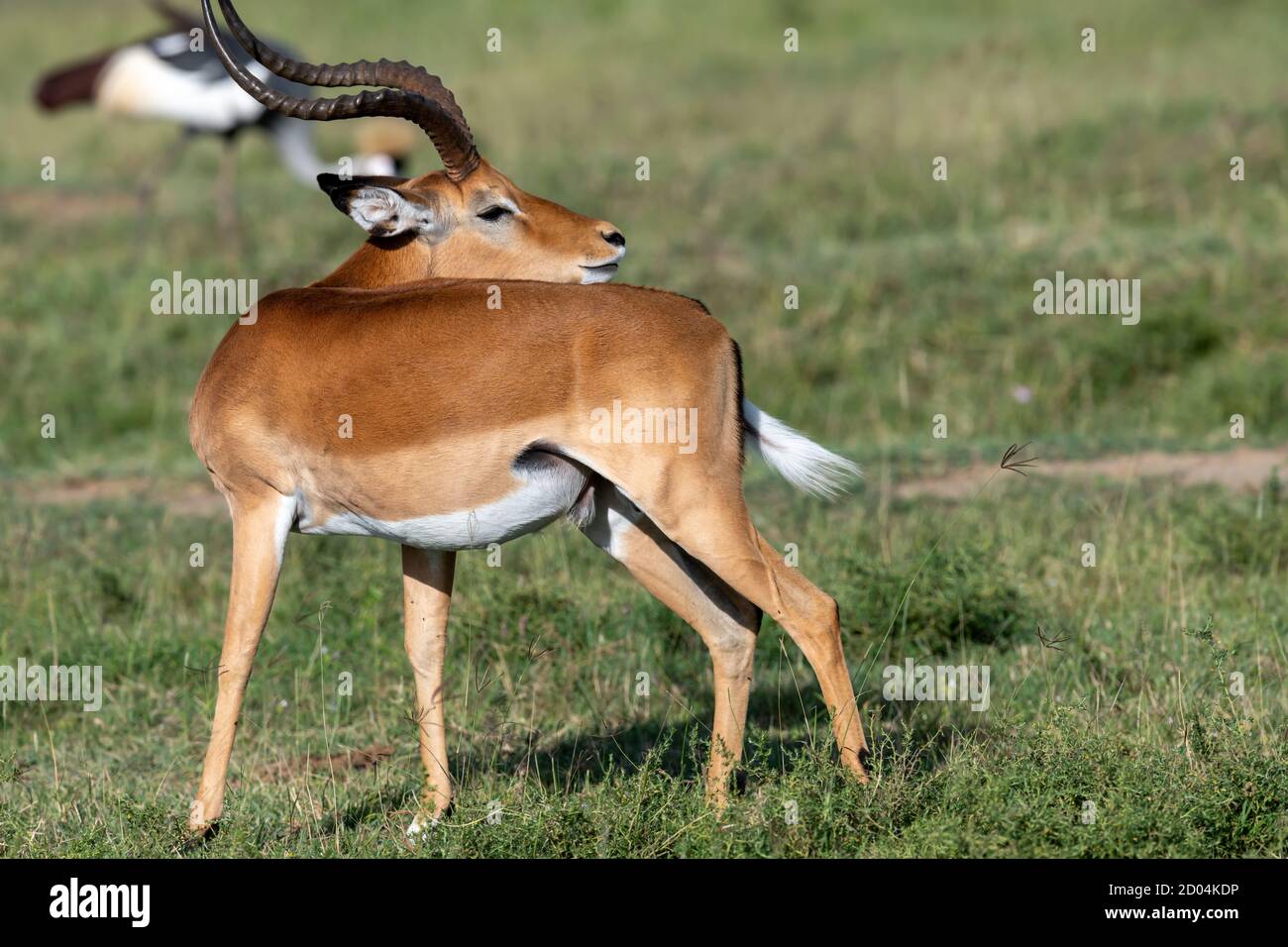Mâle impala (Aepyceros melampus) au Kenya, Afrique Banque D'Images