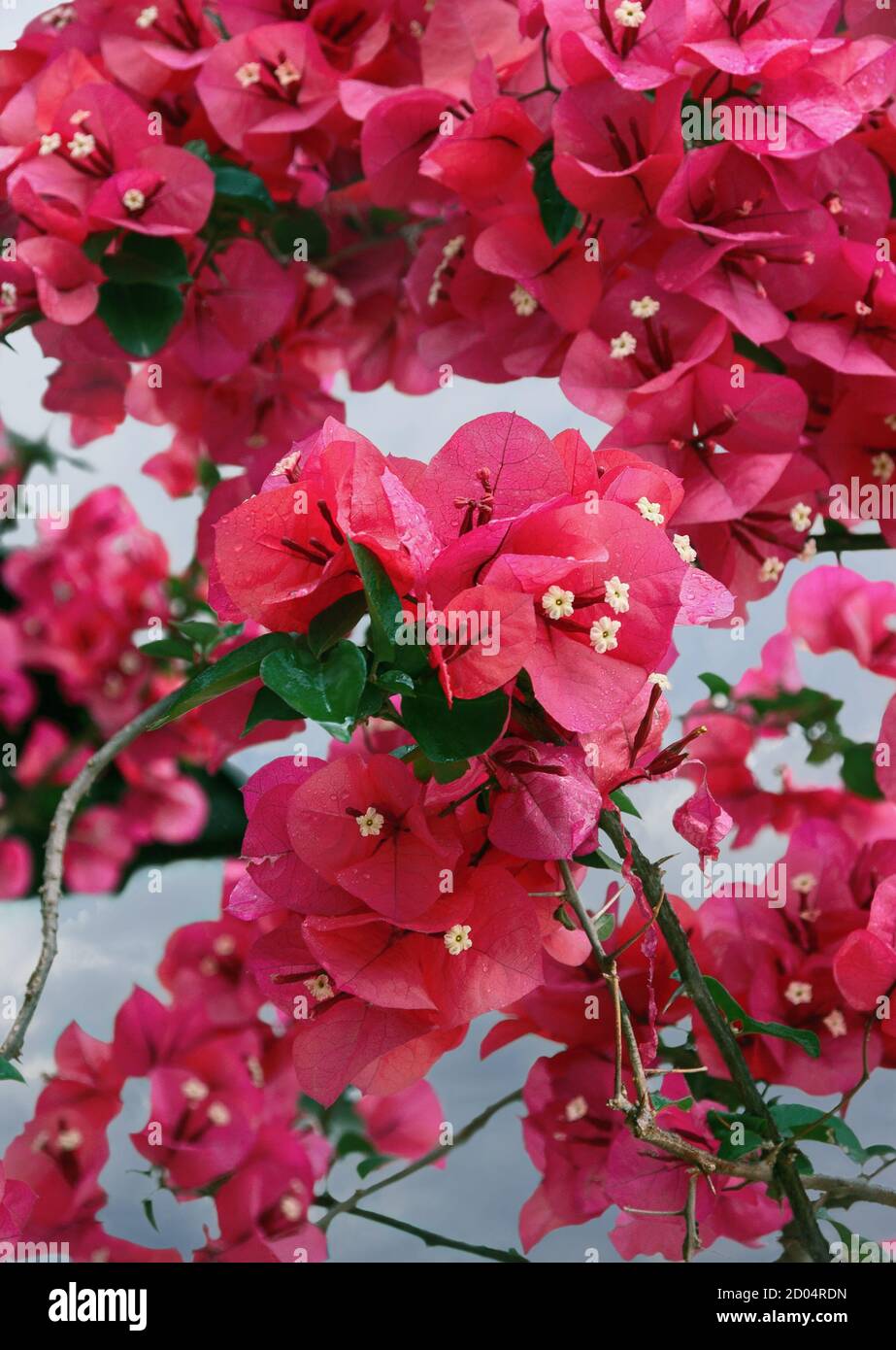 Bougainvillea est une vigne ornementale épineuse avec des feuilles de printemps ressemblant à des fleurs près de ses fleurs. Banque D'Images