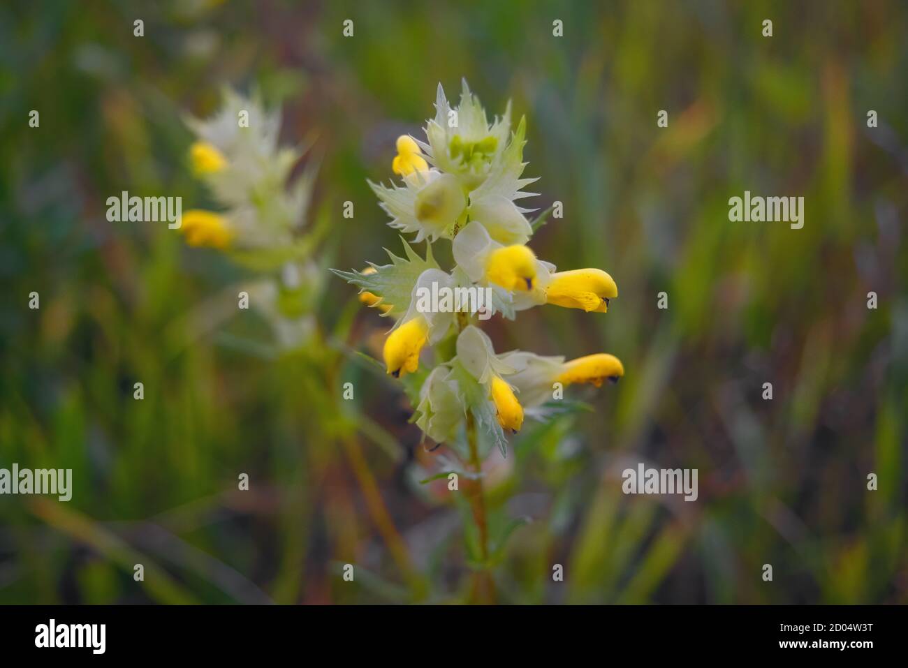 Linaria vulgaris toadlin commun ou beurre-et-oeufs dans le milieu naturel de la croissance. Banque D'Images