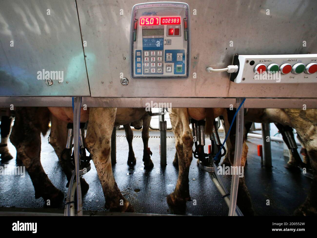 Cows are seen before they are milked at a new dairy farm containing 800  cows on the day of its opening in the village of Petrovskoye in Leningrad  region, some 90 km (