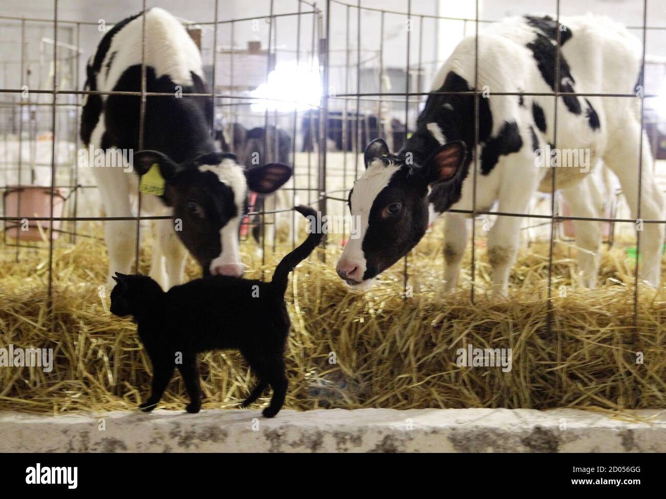Les Vaches Se Penchent Vers Un Chat Dans Le Complexe D Elevage Et La Ferme Collective Du Nom De Vasily Chapaev Pres De La Ville Russe De Stavropol Au Sud Du Pays Le
