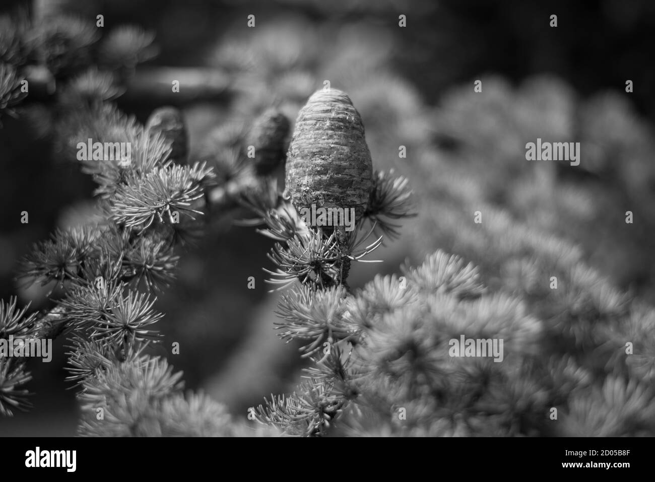 Cône conifère Abies de sapin Banque D'Images