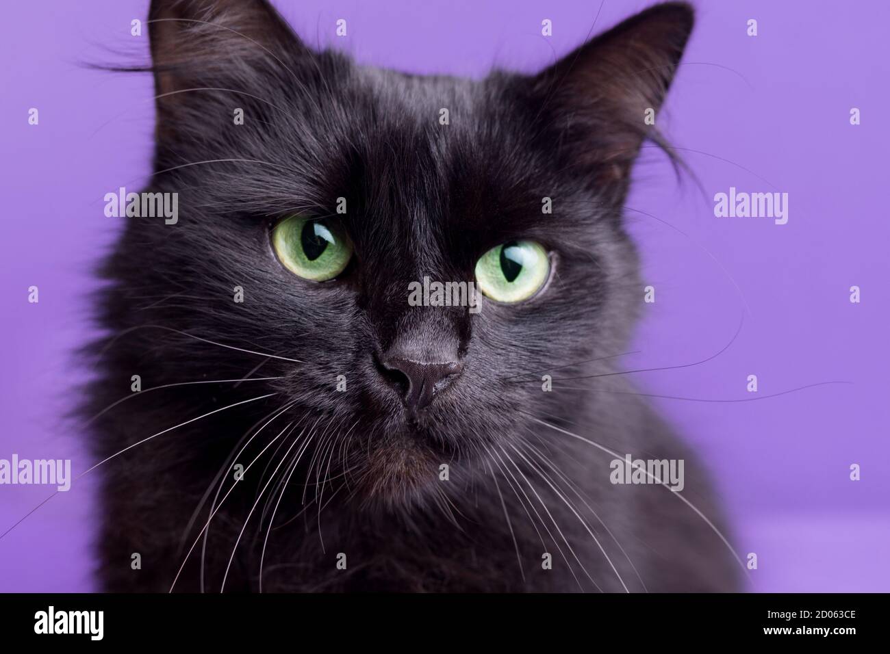 Chat d'Halloween avec citrouilles décoratives blanches sur fond violet. Portrait d'un beau chat noir moelleux. Banque D'Images