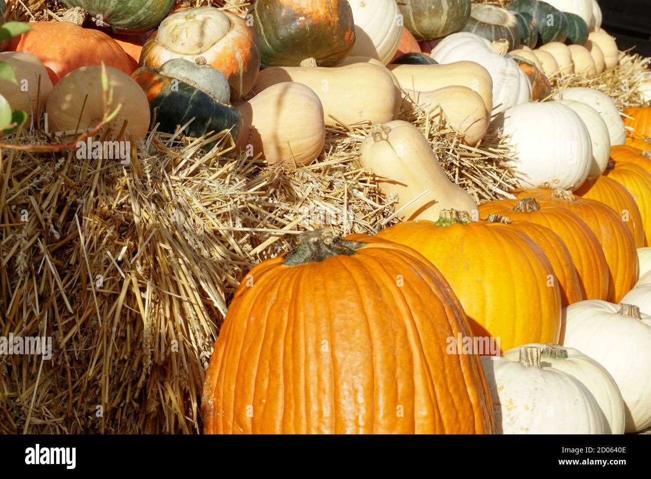 Divers types de citrouilles ou de cendres comestibles disposées en rangées sur une ferme. Décoration d'automne typique dans des couleurs chaudes comme symbole pour Halloween. Banque D'Images